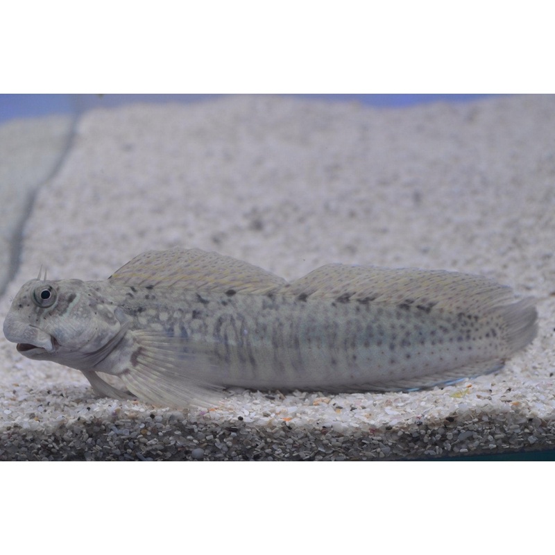 King Blenny