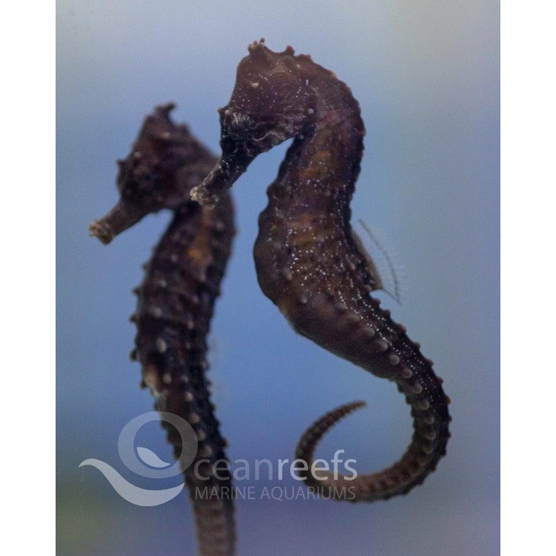 Kuda Seahorse