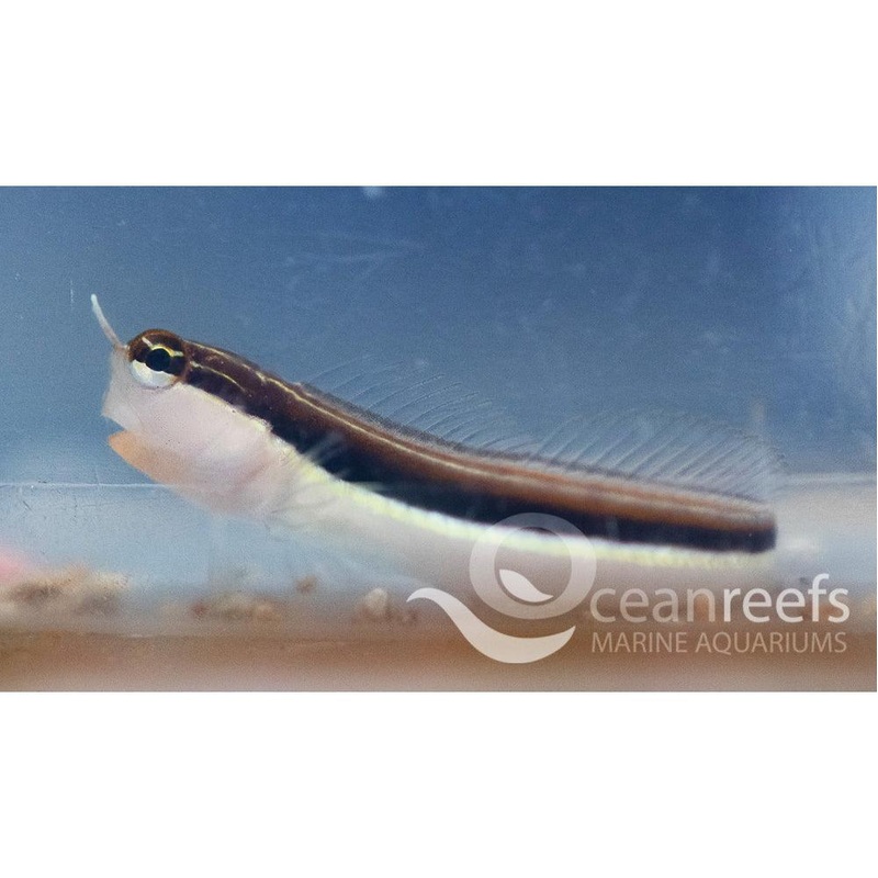 Lineatus Blenny