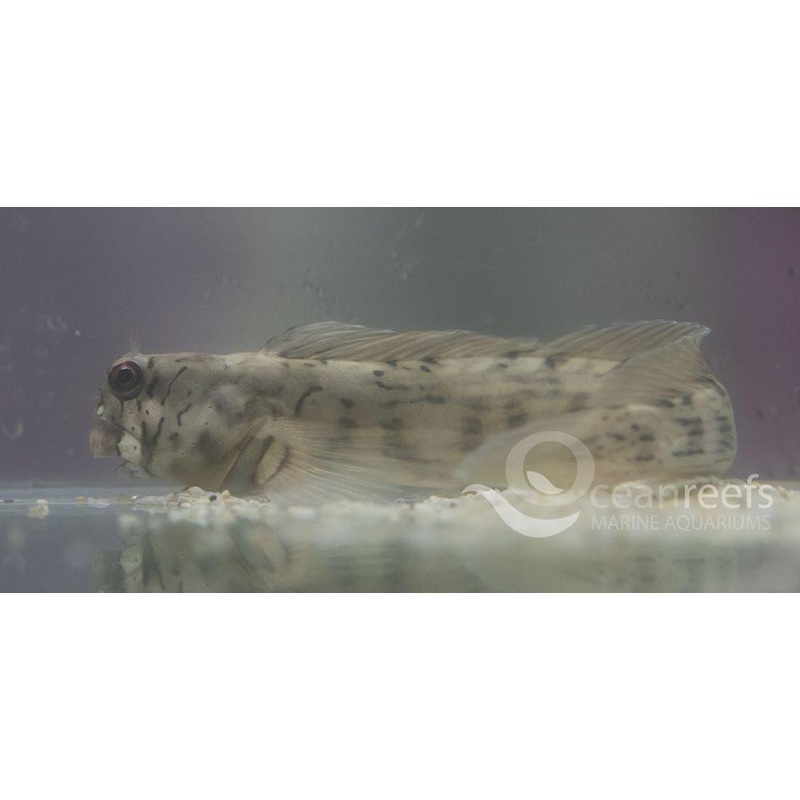 Lined Blenny
