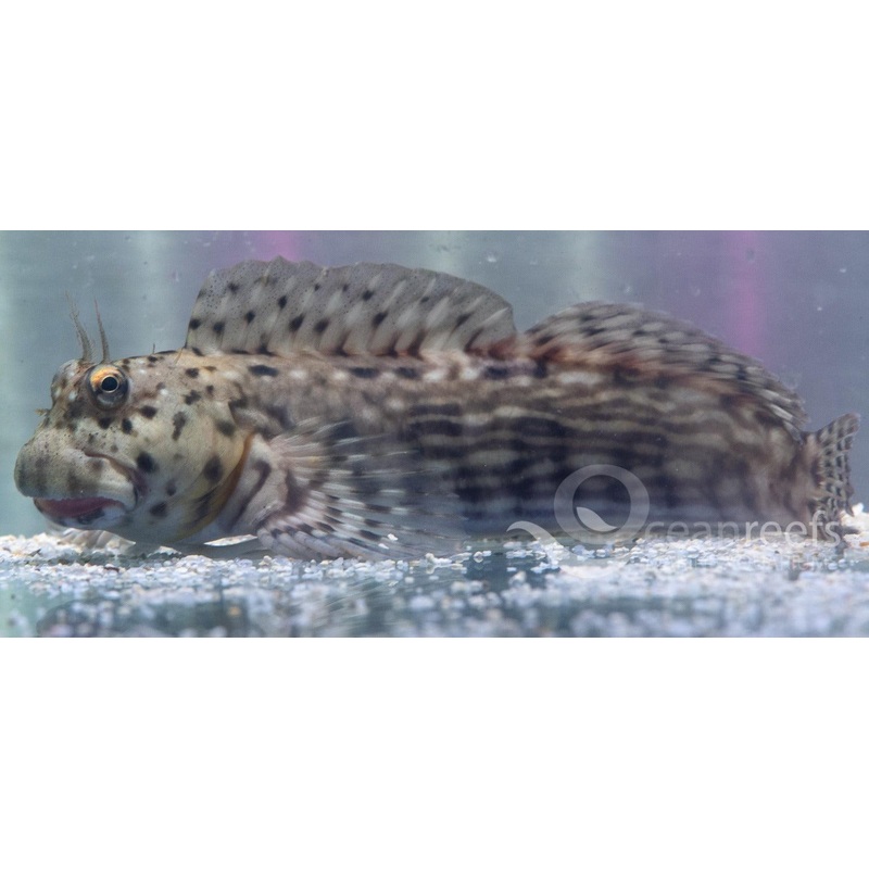 Lined Rockskipper Blenny