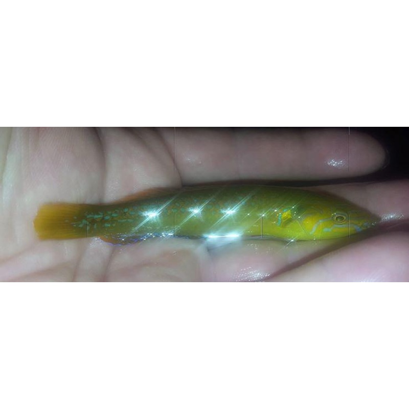 Long Green Wrasse