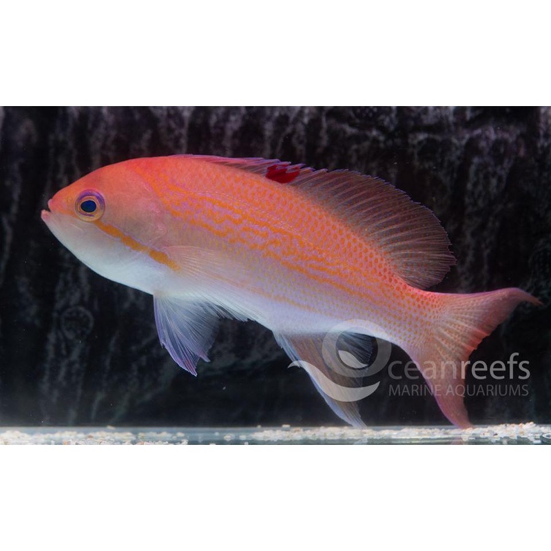 Luzon Anthia Female