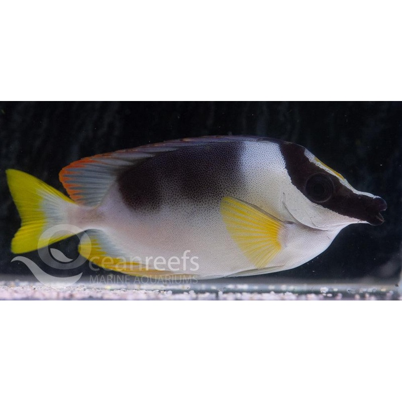 Magnificent Foxface Rabbitfish
