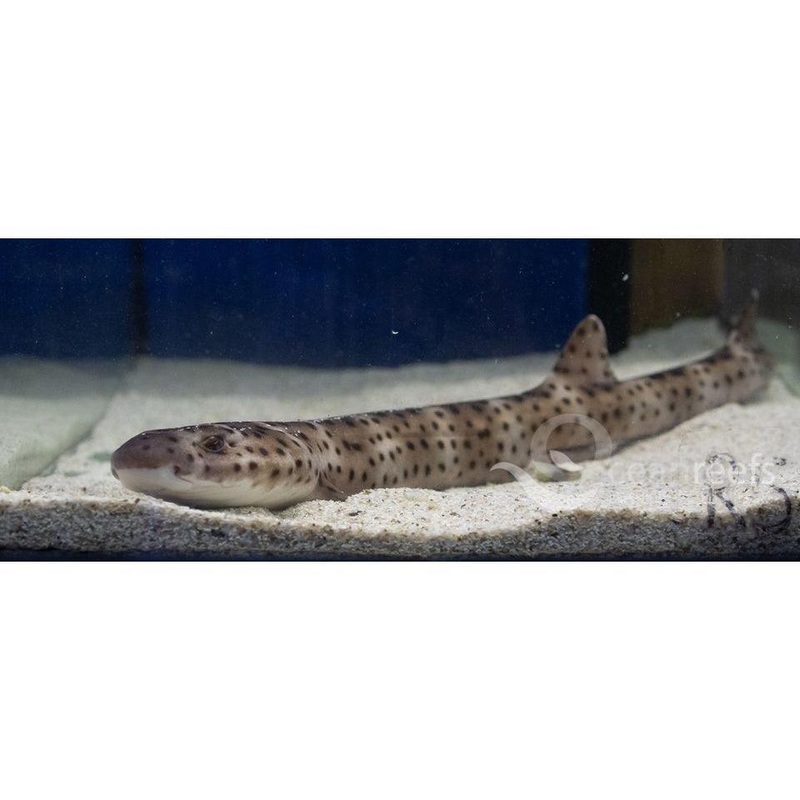 Marbled catshark