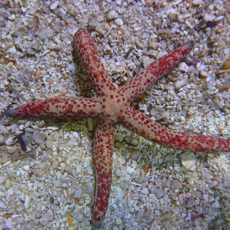 Miniature multicoloured Linckia