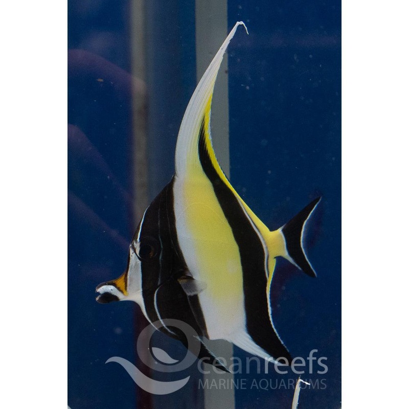 Moorish Idol