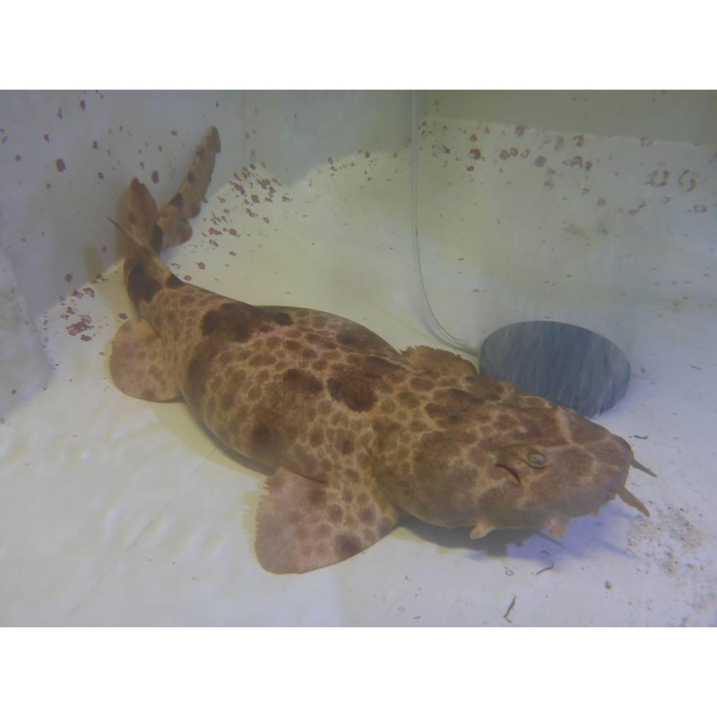 Northern Wobbegong Shark