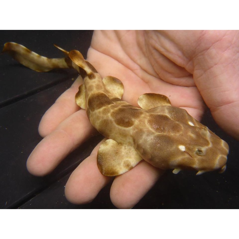 Northern Wobbegong Shark Baby