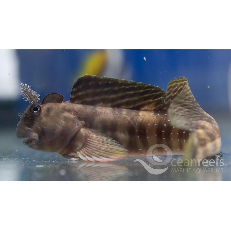 Peacock Blenny