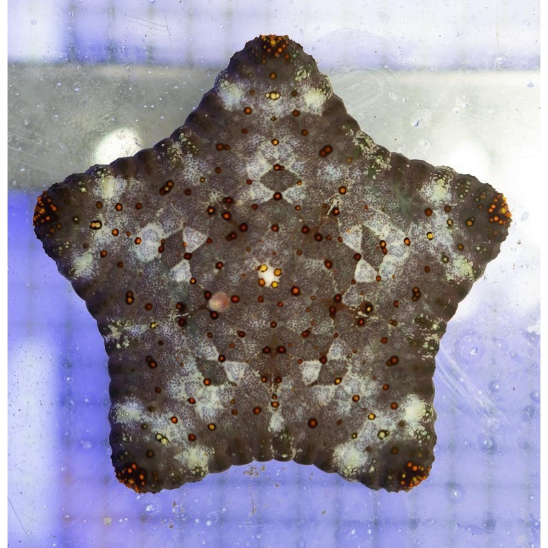 Pin Cushion Starfish (Not Reef Safe)