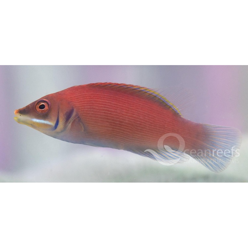 Pinstriped Wrasse
