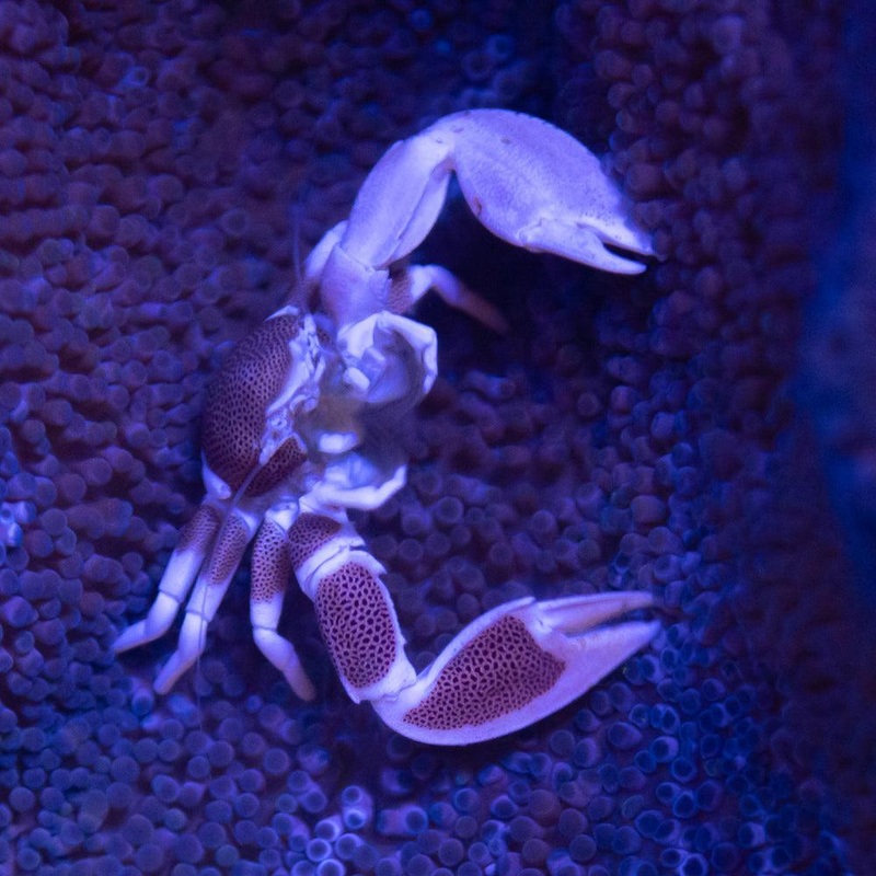 Porcelain Anemone Crab