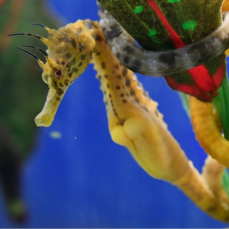 Pot Belly Seahorse