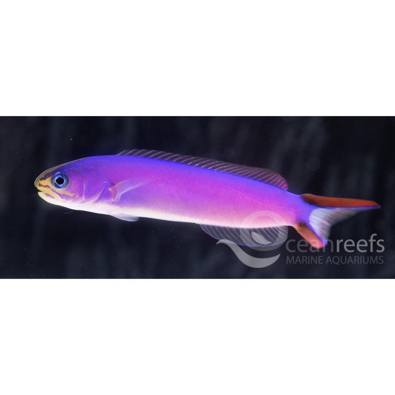 Purple Tilefish