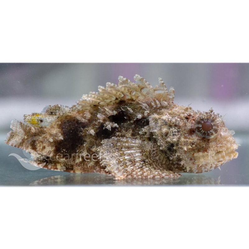 Raggy Scorpionfish