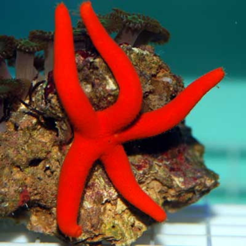 Red Linkia