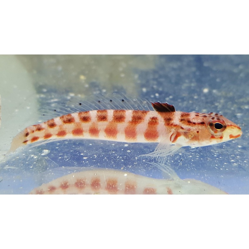 Red Lizard Blenny