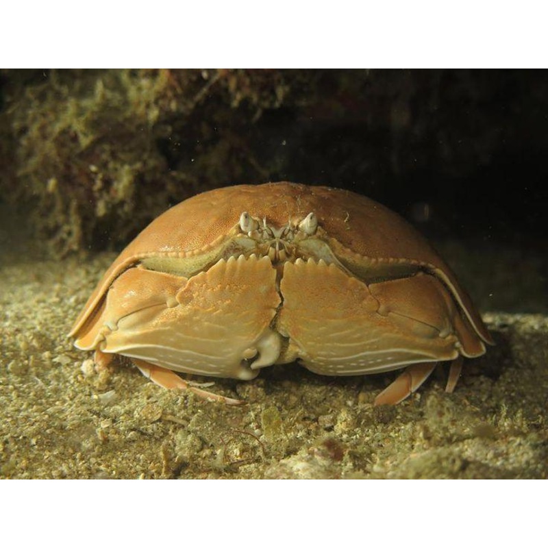 Shame-faced Crab