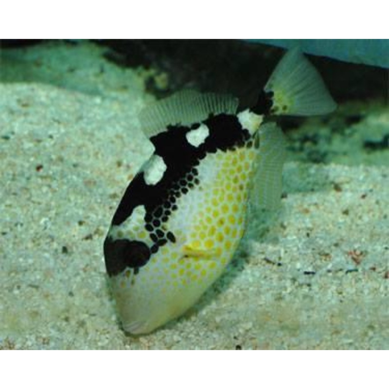 Starry triggerfish
