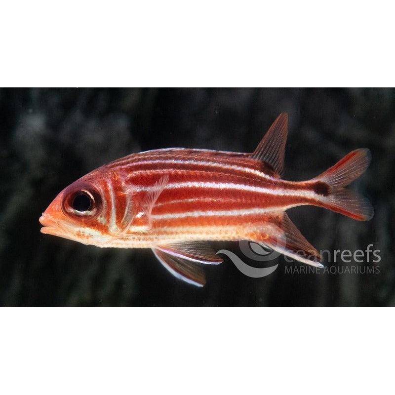 Threespot Squirrelfish