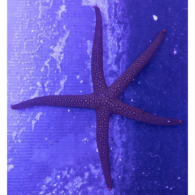 Western Green Galathea sea star
