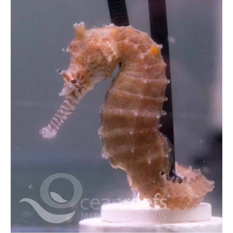 Western Spiny Seahorse
