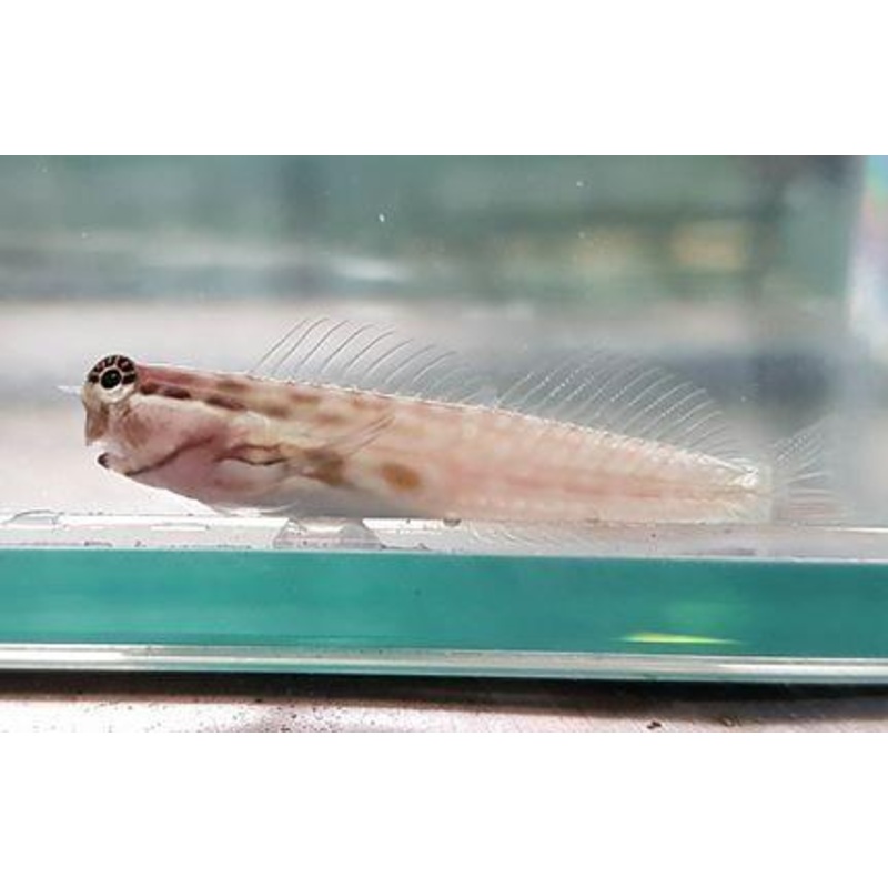 Western Tiger Blenny