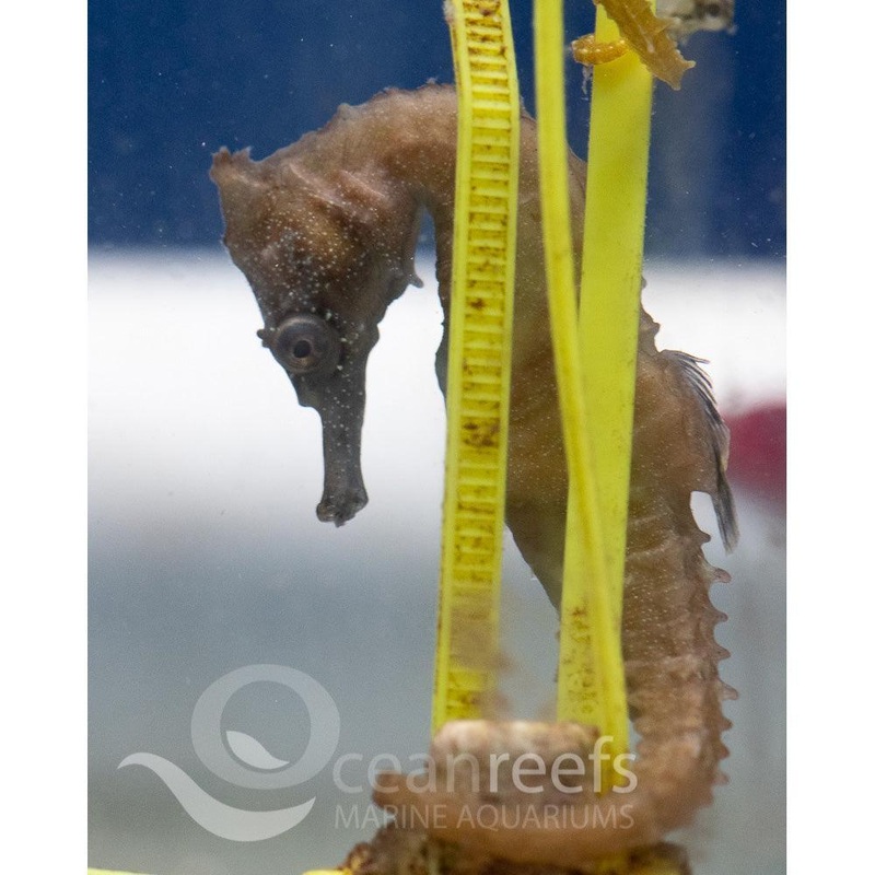 White's Seahorse