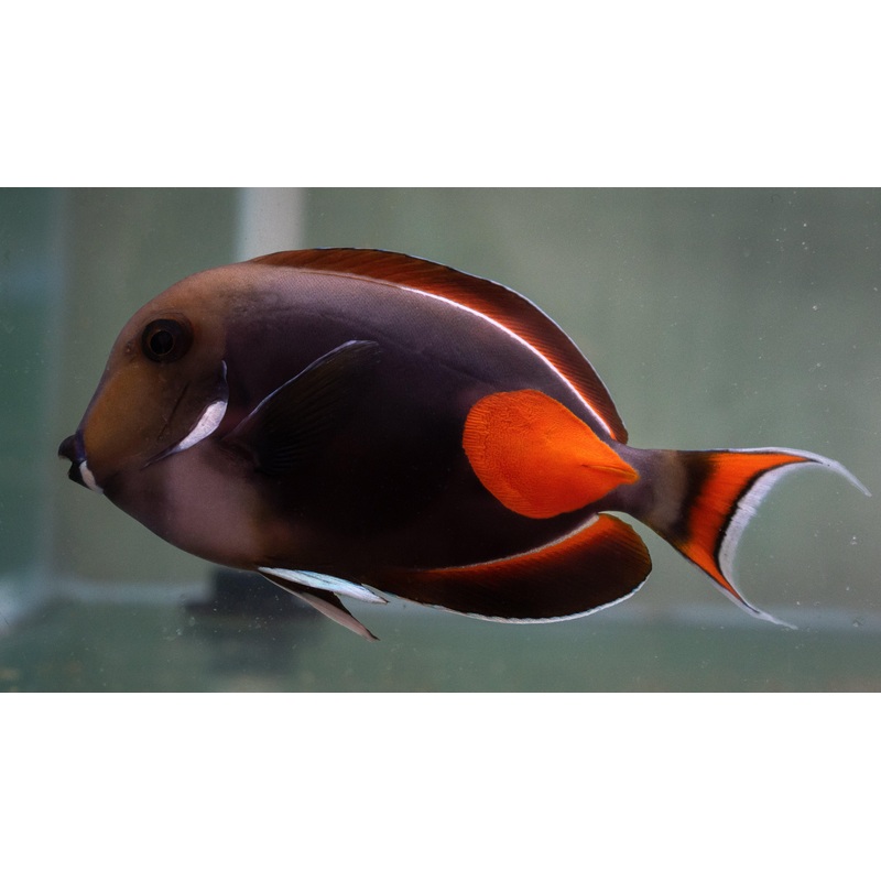 Achilles Tang