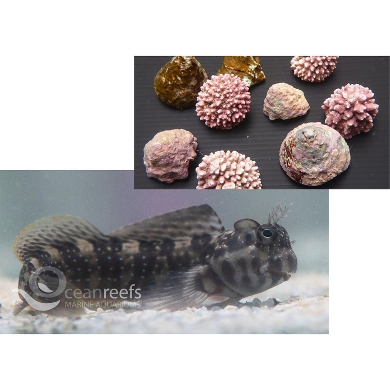 Algae Grazer Pack
