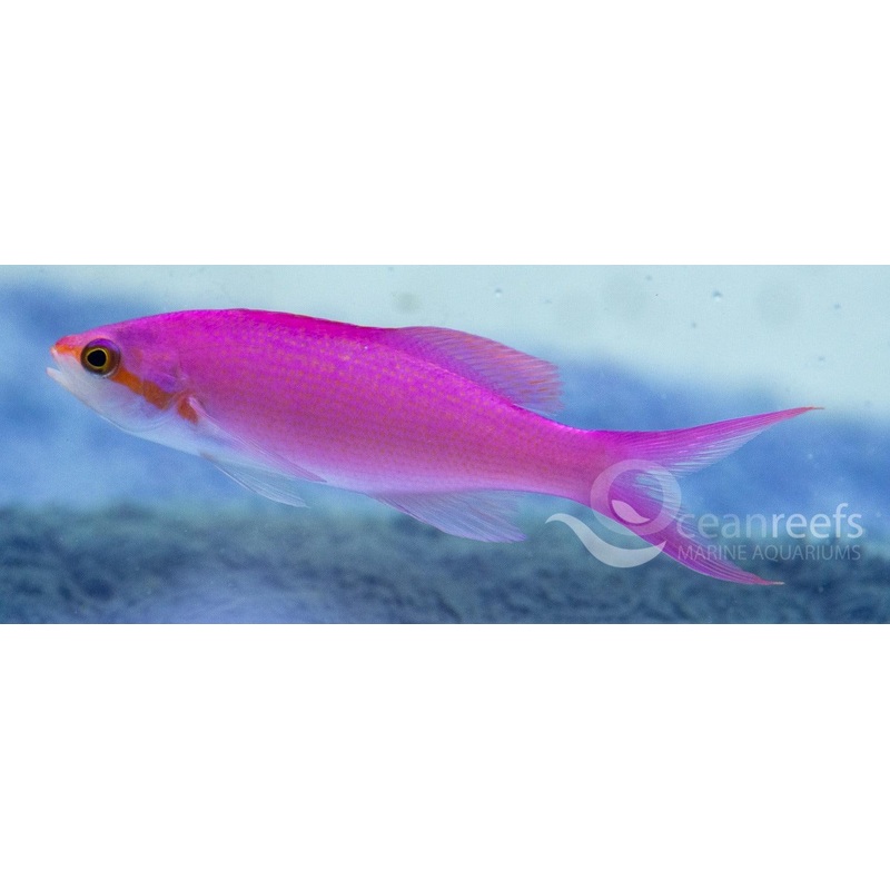 Amethyst Anthia