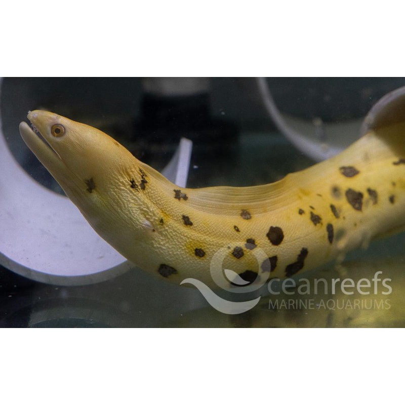 Banana Moray Eel