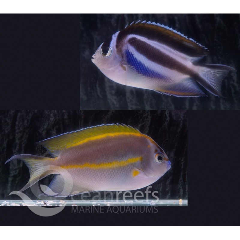 Bellus Angelfish Pair
