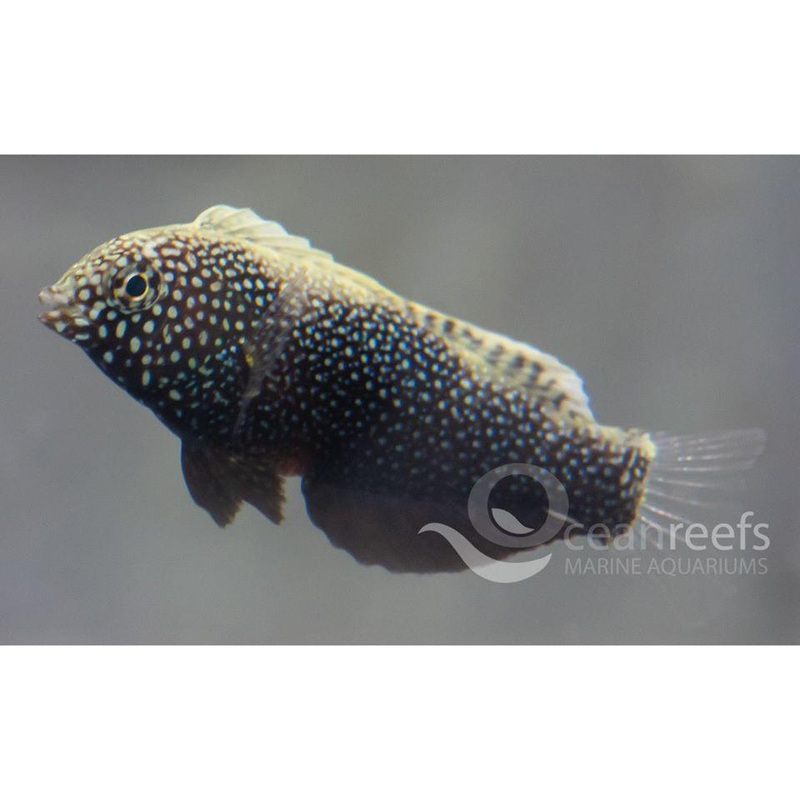 Black Leopard Wrasse