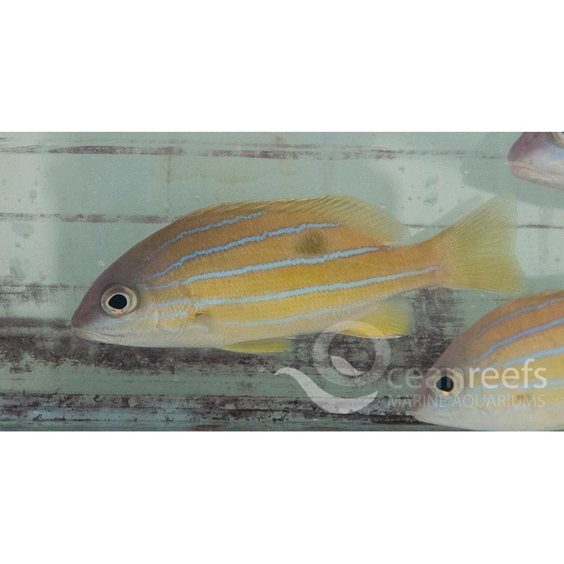 Blue Line Snapper