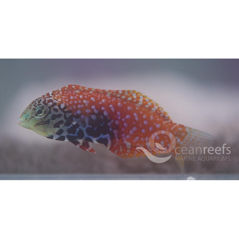 Blue  Star Leopard Wrasse
