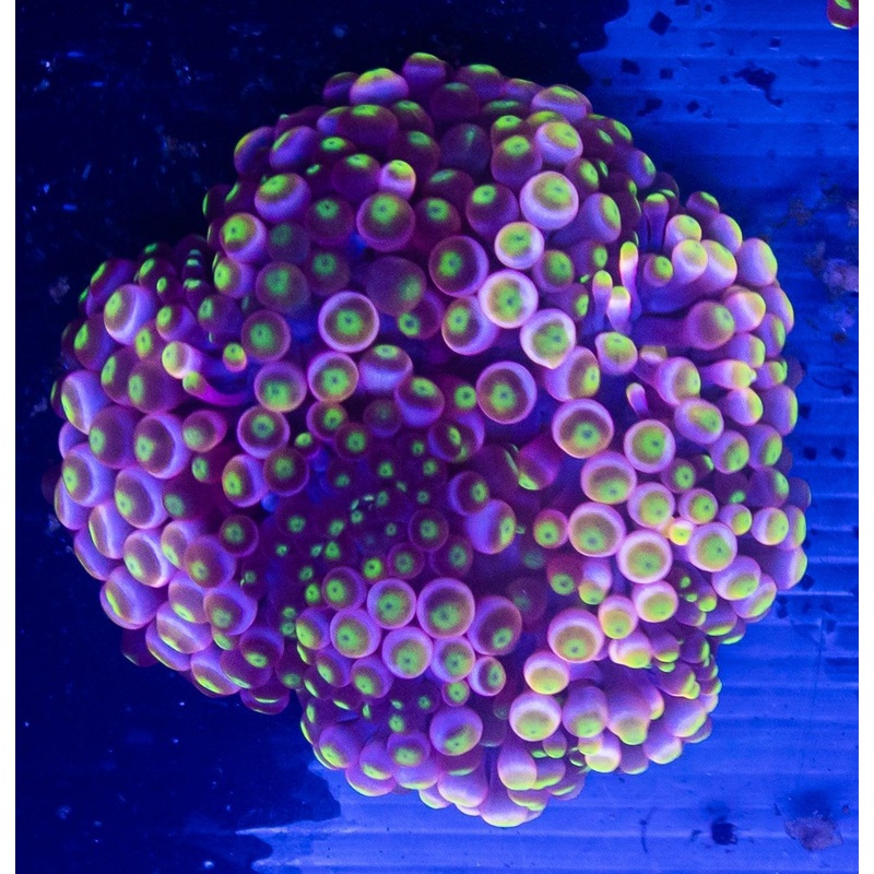 Candy Apple Bubble Tip Anemone