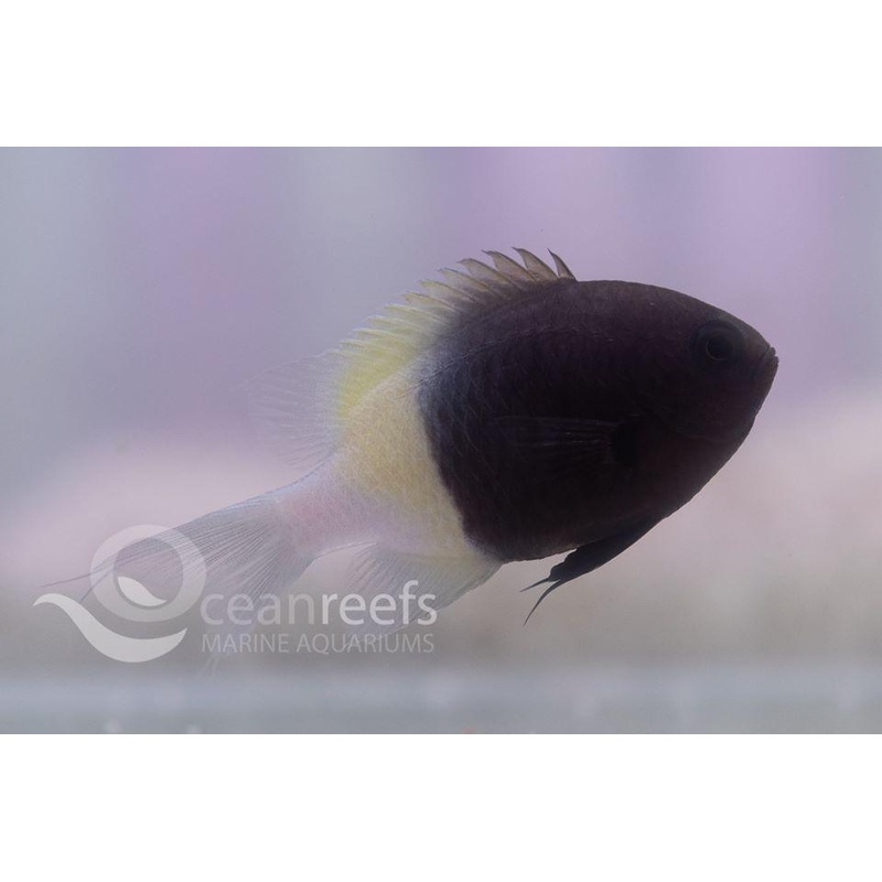 Chocolate-Dip Chromis