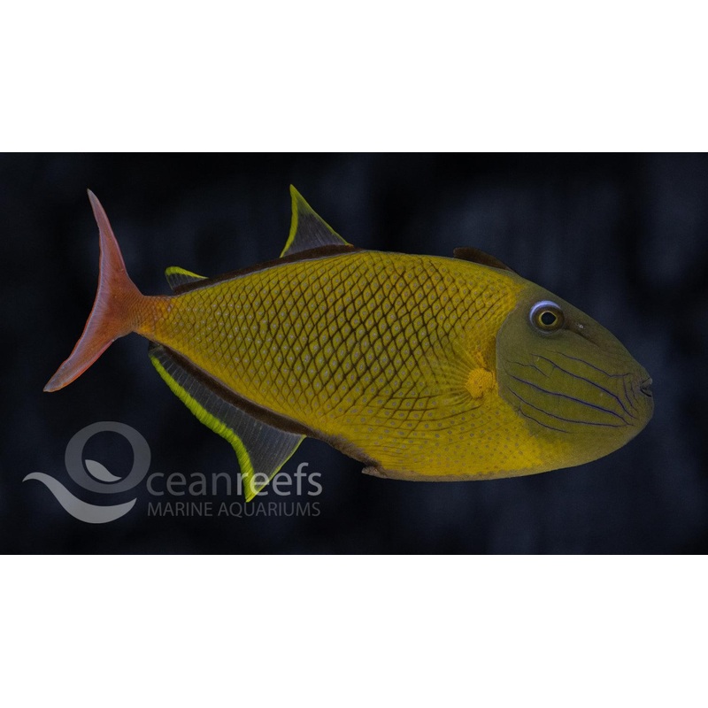 Crosshatch Triggerfish