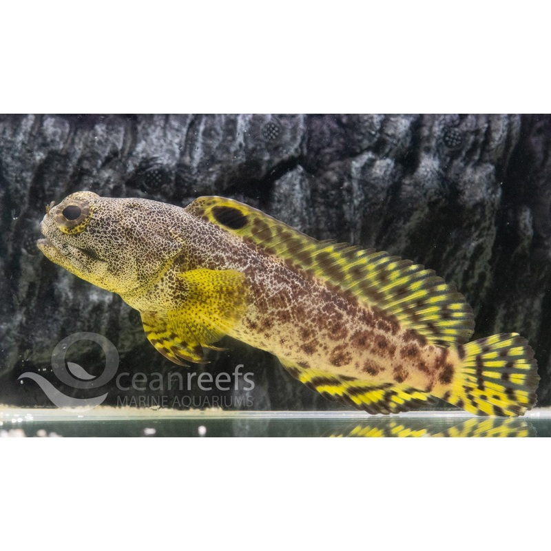 Darwin Jawfish