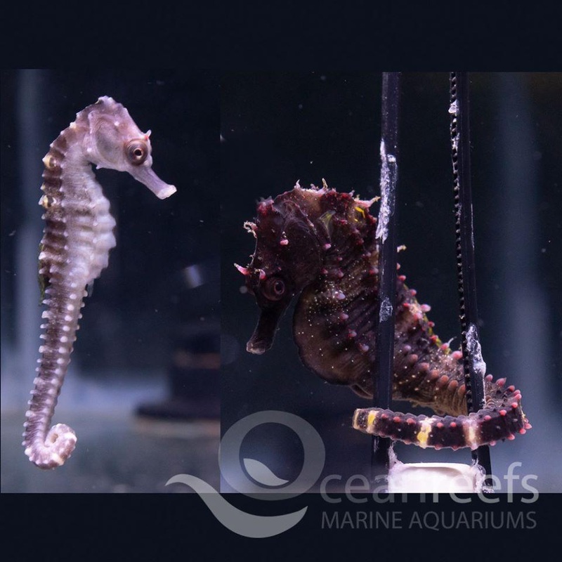 False Eyed Seahorse
