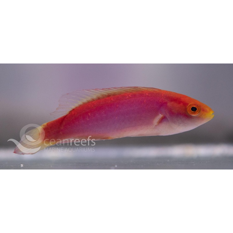 Female Jordani Wrasse
