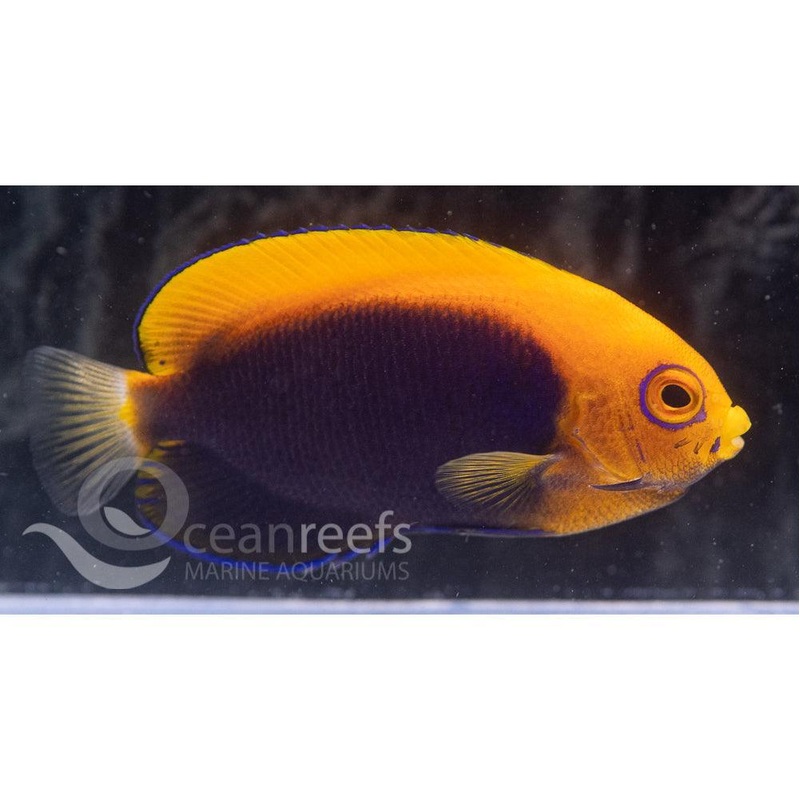 Flameback Angelfish