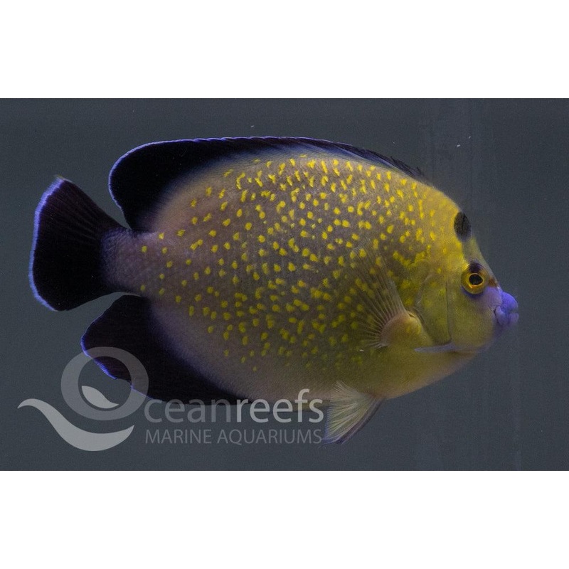 Gold Flake Angelfish