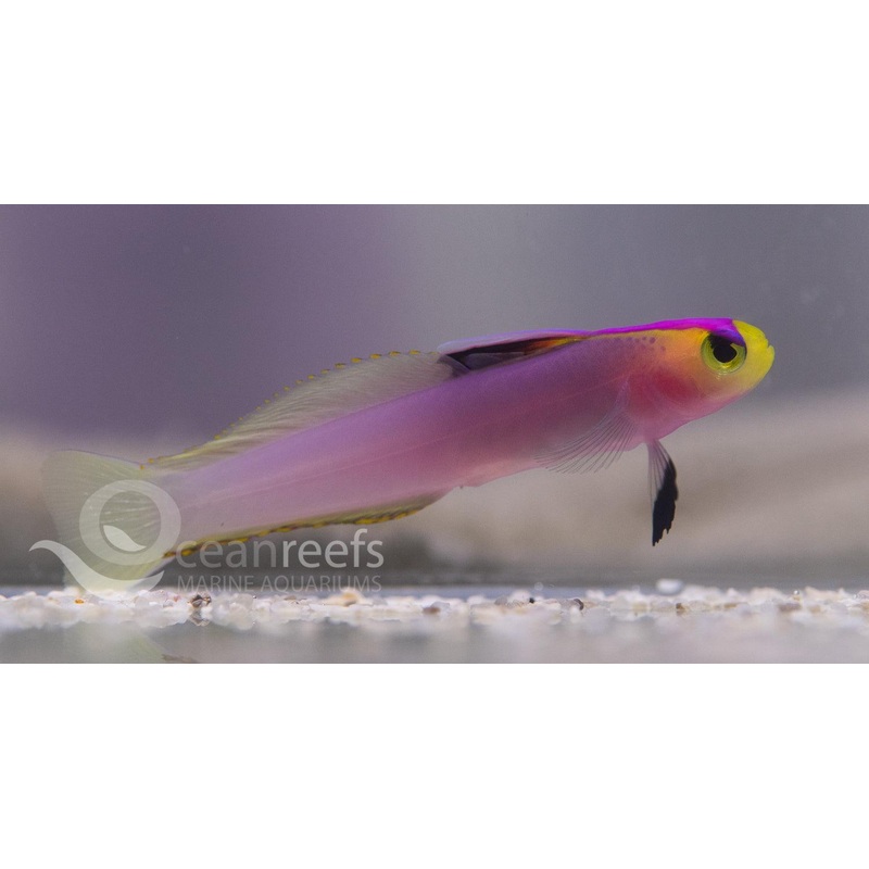 Helfrichi Goby