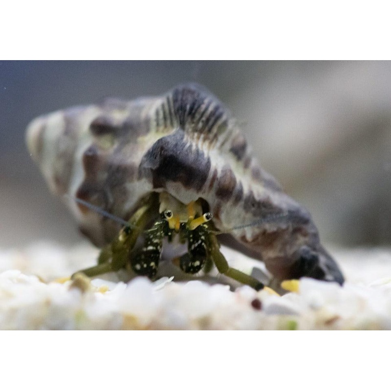 Hermit Crabs