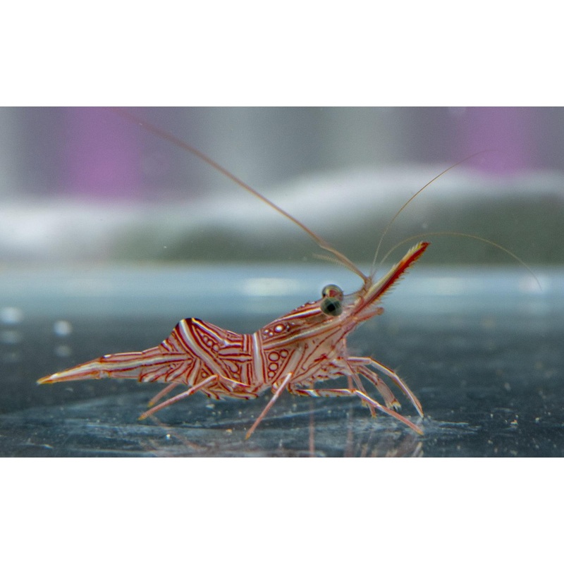 Hingeback Shrimp