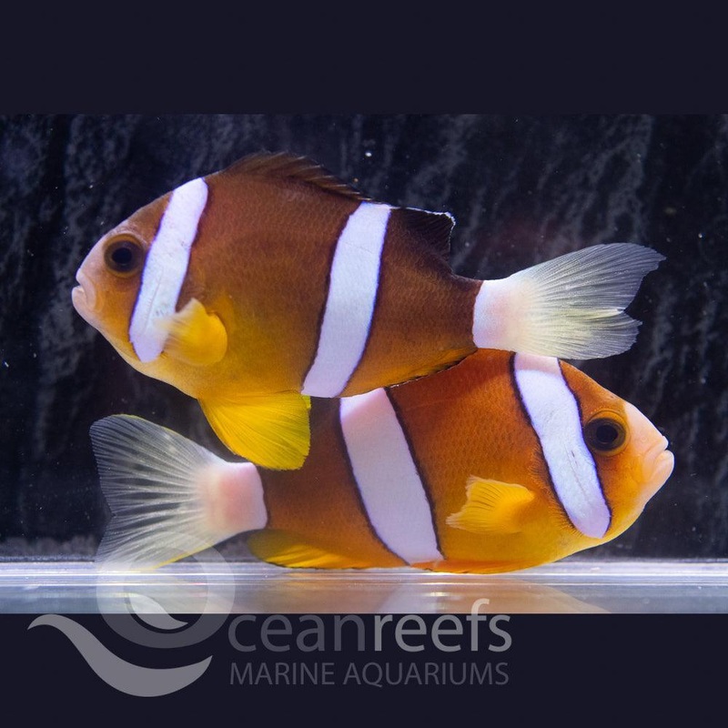 Indo Clarkii Anemonefish