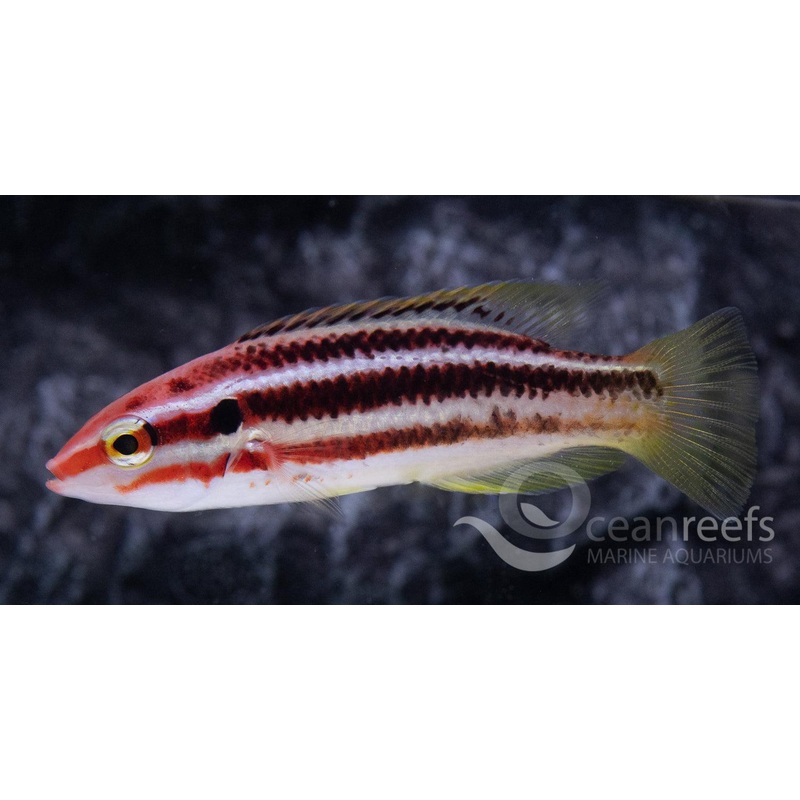 Izu Hogfish